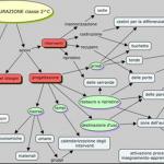 Fase preliminare attuata con gli alunni: la mappa concettuale